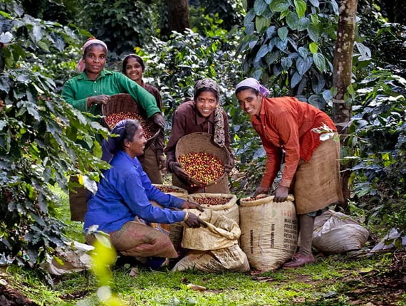 A group of locals collecting the coffee beans from their plants.