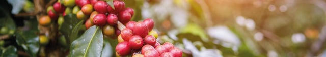 hero banner alles over koffiebonen