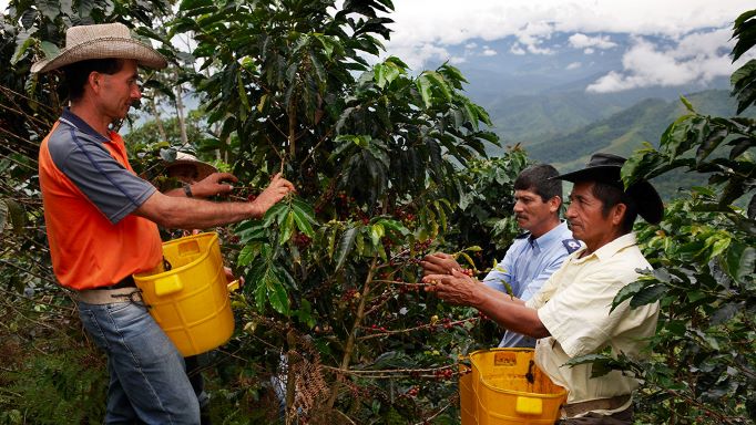 Plantagewerkers die in de gebergtes koffiebonen aan het verzamelen zijn in gele bakken.
