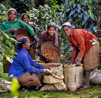 A group of locals collecting the Douwe Egberts coffee beans from their plants.