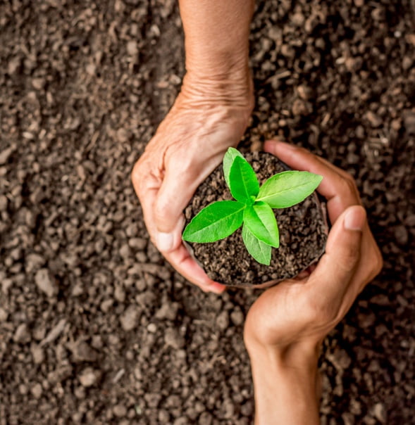 Two hands are used to plant a tree in the ground.